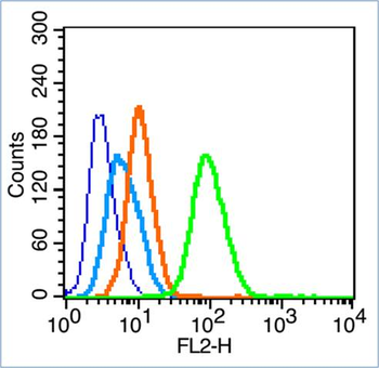 CK5+CK6 Rabbit Polyclonal Anti
