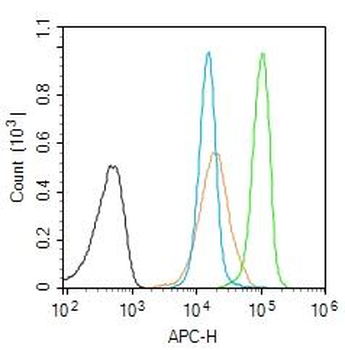 RAD21 Rabbit Polyclonal Antibo