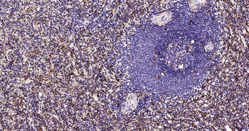 AIF1 Recombinant Rabbit Monocl