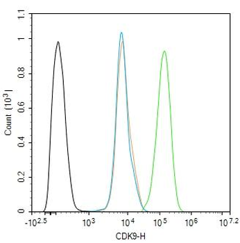 CDK9 Rabbit Polyclonal Antibod