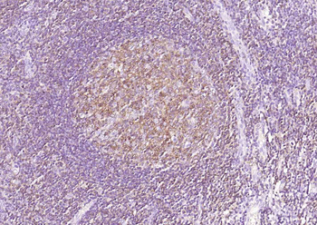 产品细节图片10