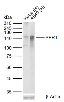 PER1 Rabbit Polyclonal Antibod