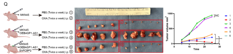 AtaGenix定制乳酰化抗体助力解析BASP1-AS1–PCBP2通路，揭示胃癌奥沙利铂耐药新机制