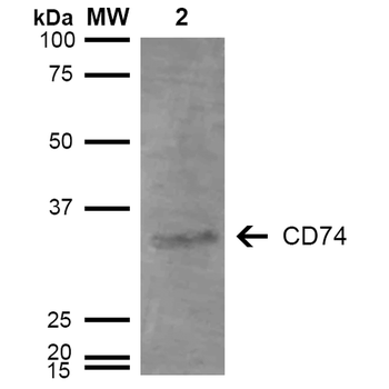 CD74 Antibody (PerCP)抗体，orb396