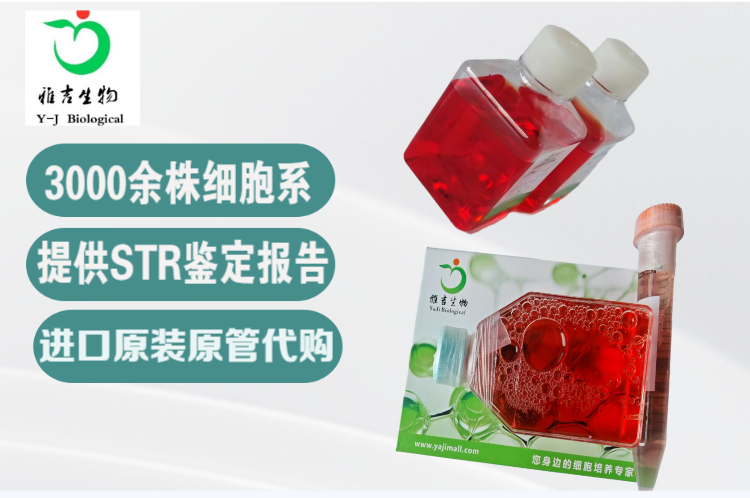 人恶性纤维组织细胞瘤细胞MFH-ino