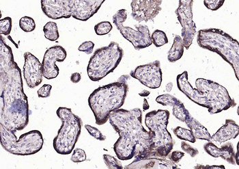 Cyclophilin B Mouse Monoclonal