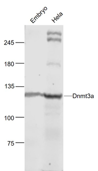 Dnmt3a Rabbit Polyclonal Antib