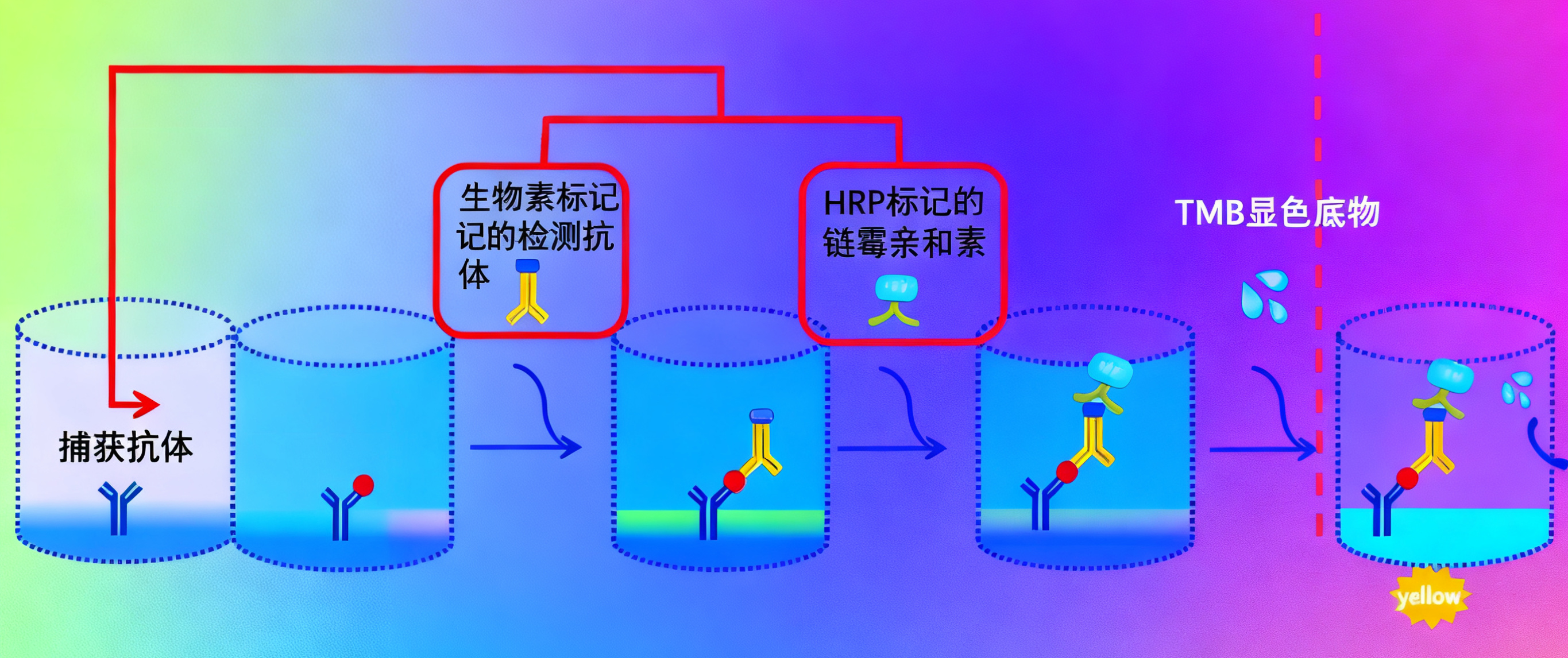 一步法ELISA试剂盒：如何革新免疫检测的工作流程？