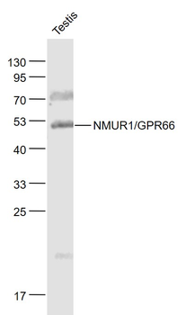 NMUR1/GPR66 Rabbit Polyclonal 