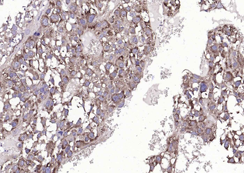 Cyclophilin B Mouse Monoclonal