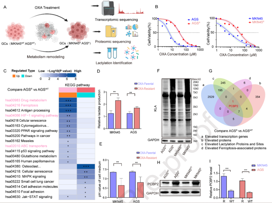 AtaGenix定制乳酰化抗体助力解析BASP1-AS1–PCBP2通路，揭示胃癌奥沙利铂耐药新机制