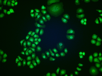 Phospho-PDPK1 (Tyr9) Rabbit Po