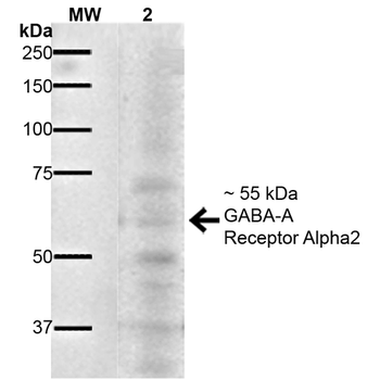 GABA A Receptor Antibody (FITC