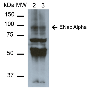 ENaC alpha Antibody (Biotin)抗体