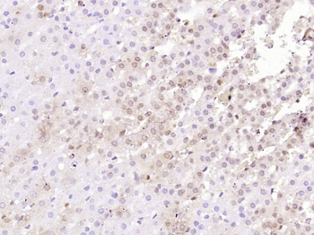 IKB alpha Mouse Monoclonal Ant