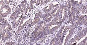 Cyclophilin B Mouse Monoclonal