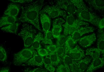 HSP90 alpha Antibody (APC)抗体，o
