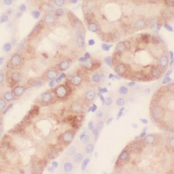 GALNS Antibody抗体，orb627219，bio