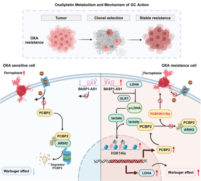 AtaGenix定制乳酰化抗体助力解析BASP1-AS1–PCBP2通路，揭示胃癌奥沙利铂耐药新机制
