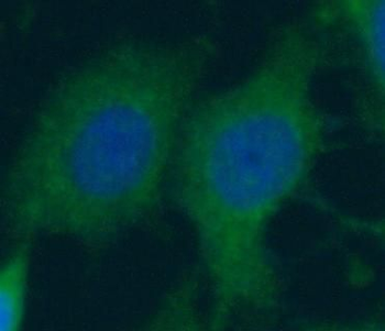 ARPC5L Antibody抗体，orb394729，bi