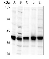 PLSCR1 Antibody [KO/KD Validat