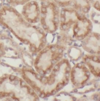 TFAM Antibody抗体，orb631827，bior