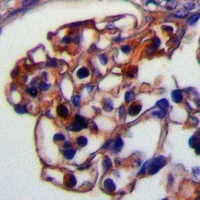 RRH Antibody抗体，orb665823，biorb