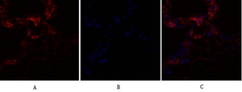 Caveolin-1 rabbit pAb抗体，orb764