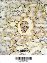 PMPCB Antibody抗体，orb1264365，bi