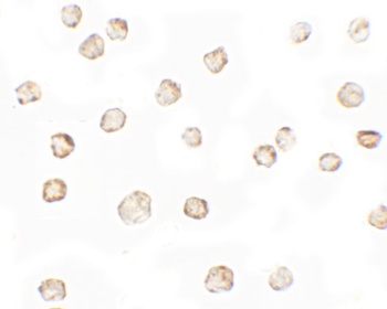 TESPA1 Antibody抗体，orb1238814，b