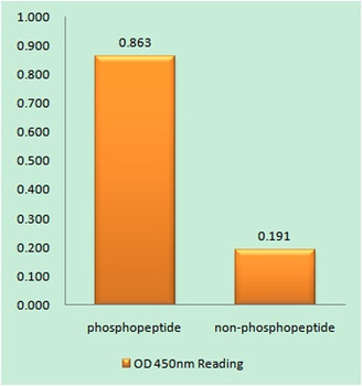 p53 (phospho Ser378) rabbit pA
