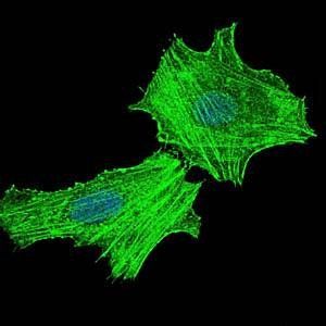 ASS1 Antibody抗体，orb97423，biorb