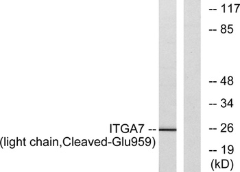 Cleaved-Integrin α7 LC (E959) 