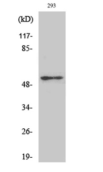p53 (phospho Ser315) rabbit pA