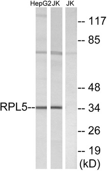 Ribosomal Protein L5 rabbit pA
