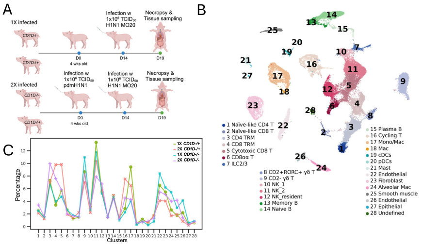 文献解读 | 非模式物种猪的单细胞免疫组库测序揭示了流感病毒感染下的T/B细胞受体多样性及克隆扩增特征
