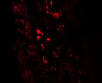 GLIPR1 Antibody抗体，orb1239749，b