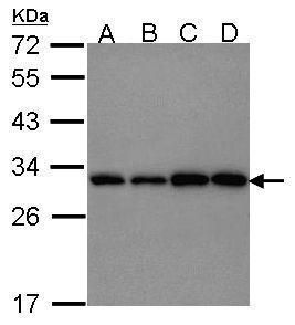 PGAM1 antibody [N1C3]抗体，orb556