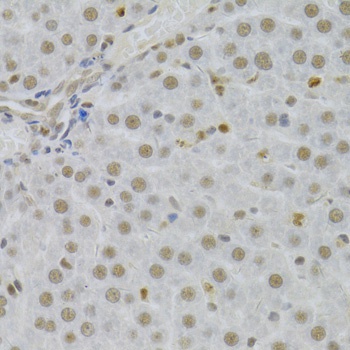 SFN Antibody抗体，orb1261573，bior