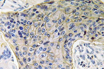 AQP4 rabbit pAb抗体，orb764564，bi