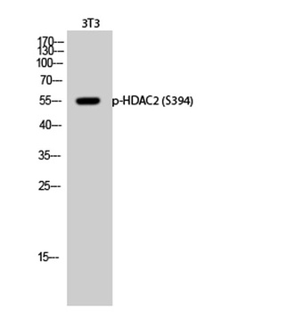HDAC2 (phospho Ser394) rabbit 
