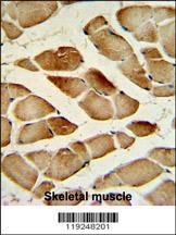 CTSF Antibody抗体,orb1263790,bio