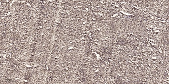 Cdc6 rabbit pAb抗体，orb770999，bi