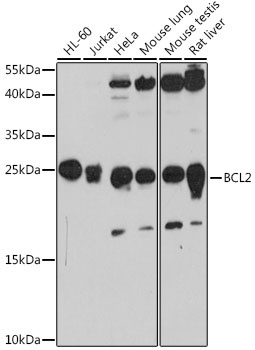 BCL2 Antibody抗体，orb1261316，bio