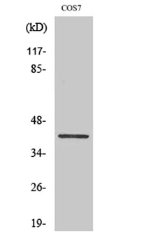 GATA-1 (phospho Ser310) rabbit