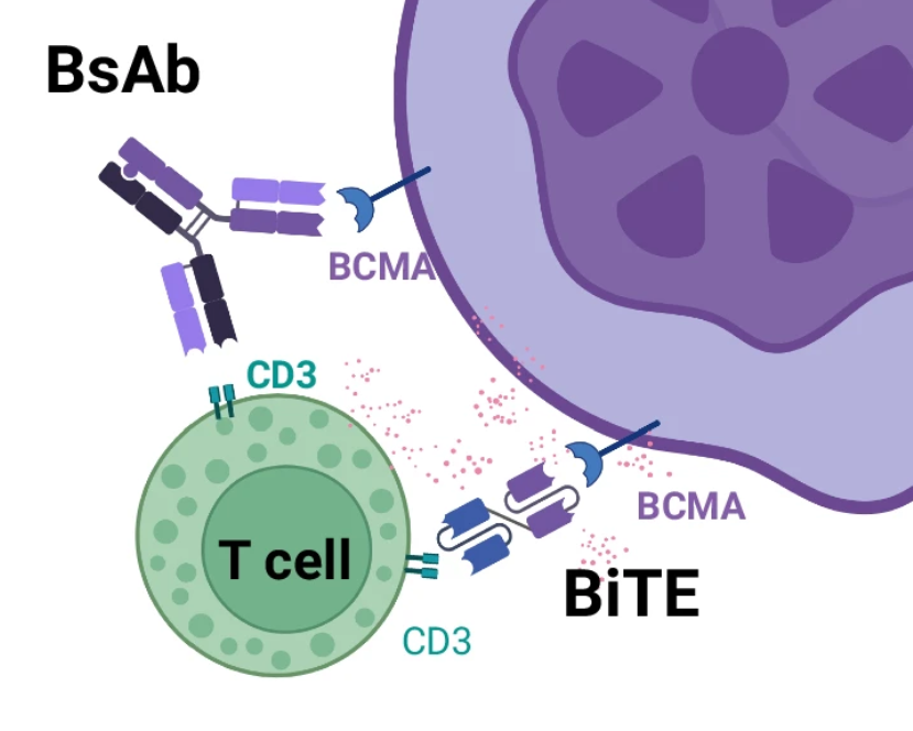 CD3/CD19/BCMA 从肿瘤免疫到自身免疫性疾病的多面利器