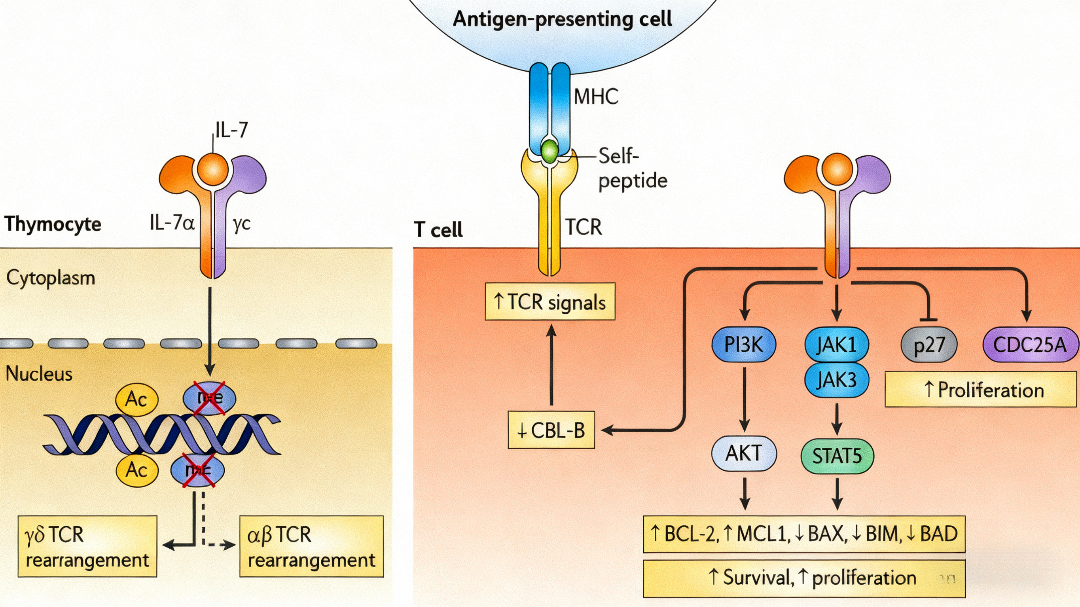 IL-7家族细胞因子：免疫稳态调控与肿瘤治疗的双重角色