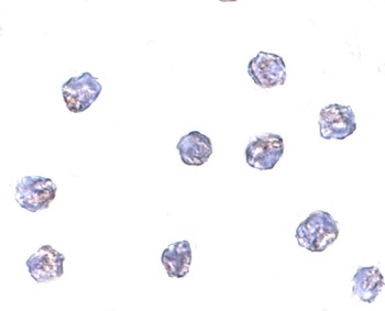 MPYS Antibody抗体，orb1239632，bio