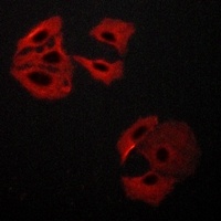 MADD Antibody抗体，orb214806，bior