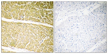 C6 rabbit pAb抗体，orb764685，bior